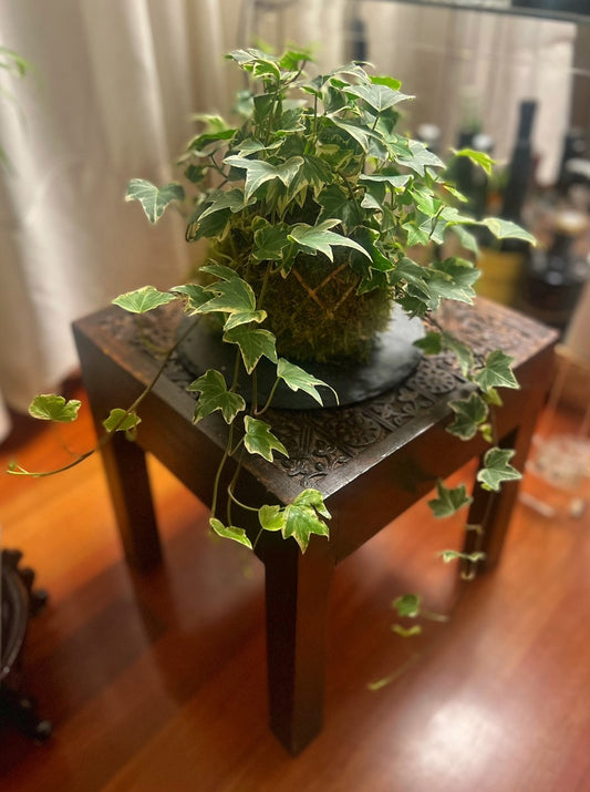 Miniflora kokedamas
