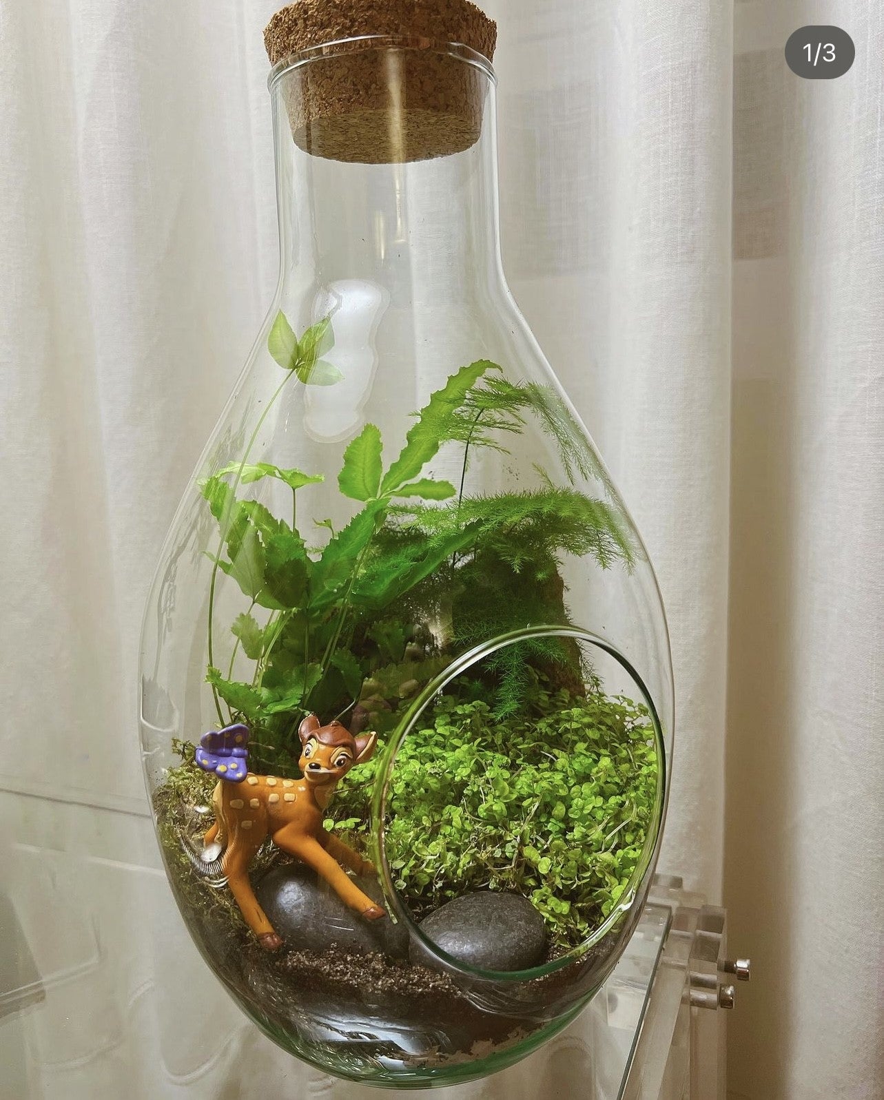 Miniflora en otros recipientes