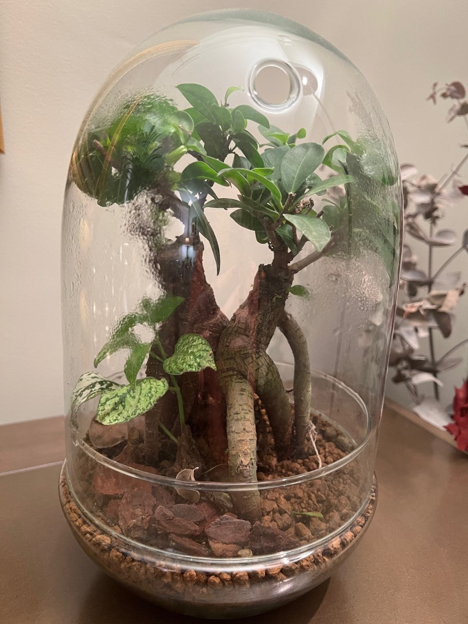 Miniflora cúpula cristal